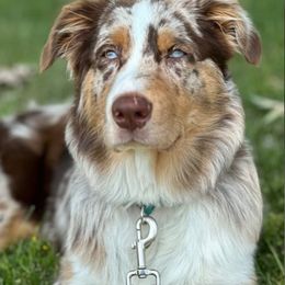 Australian Shepherd puppies from Destination Dalmatian