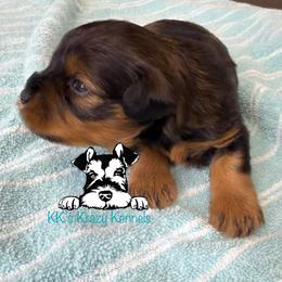 Liver red pepper - Liver male Miniature Schnauzer puppy in Kaufman, Texas from KK’s Krazy Kennels