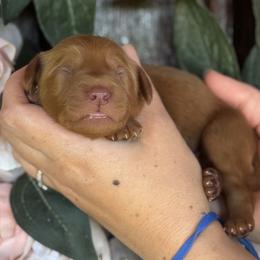 Henry - Red  male Goldendoodle puppy in Enumclaw, Washington from Owen-a-Doodle