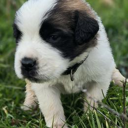 Saint Bernard Puppies from Eagle Mountain Saints