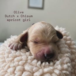 Olive - Caramel female Australian Labradoodle puppy in Chuluota, Florida from Delano Australian Labradoodles