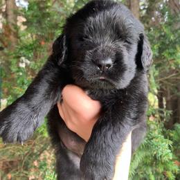 Pink Collar - Black female Newfoundland puppy in New York from Johnson Farms
