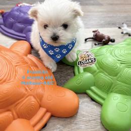 Franklin - White male Maltese puppy in Paden, Oklahoma from Logan's Perfect Puppies