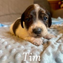 Tim - Brindle male Dachshund puppy in Aiken, South Carolina from State Eight Dachshunds