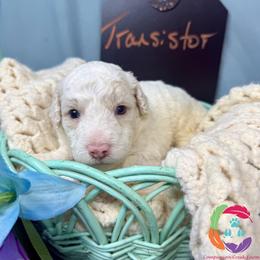 Transistor - Cream male Labradoodle puppy in Bowman, Georgia from Companion Creek Farm