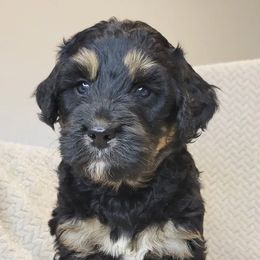 Merry - Phantom female Bernedoodle puppy in Shelton, Washington from NW Bernedoodles of Washington