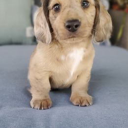 Jack - Chocolate and cream male Dachshund puppy in Aiken, South Carolina from Ming's Mongols
