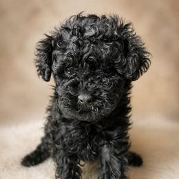 David - Black male Poodle puppy in Lancaster, South Carolina from Semone’s Poodles