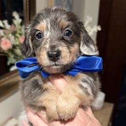 TUPAC - Dapple male Dachshund puppy in Ville Platte, Louisiana from Cajun Pawfection