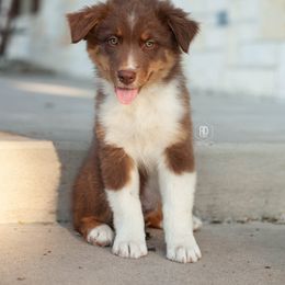 Cajun - Red tri-color male Australian Shepherd puppy in Campbell, Texas from RD Ranch