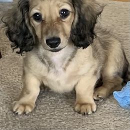 Faith - Dachshund