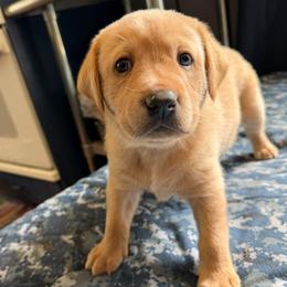 Blue collar - Yellow male Labrador Retriever puppy in Dover Plains, New York from Clearmountain Retrievers