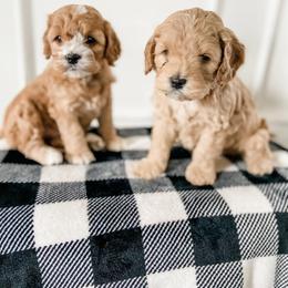 Cockapoo Puppies from Windy Ridge Cockapoos