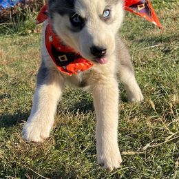 Siberian Husky Puppies from Siberian Huskies-Beckham the Great