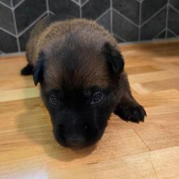 Sneezy - Fawn male Belgian Malinois puppy in Signal Mountain, Tennessee from Torgun Police Dogs