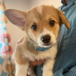 Franco (Aqua Collar) - Red male Pembroke Welsh Corgi puppy in North Charleston, South Carolina from Corgivilla