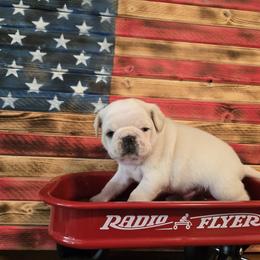 Banana - White male Pug puppy in Auburn, Kentucky from Prentice Family Pugs