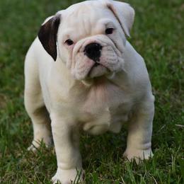 Bulldogs and Mastiffs from Weiler’s Gentle Giants