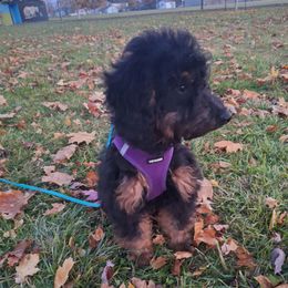 Cracker (Orange collar) - Phantom male Goldendoodle puppy in Stevensville, Montana from 3 Willows Doodles