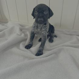 Piper - Black roan female German Shorthaired Pointer puppy in Ohio from Eric and Michelle's GSP