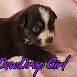 DewDrop - Red tri-color female Australian Shepherd puppy in Albion, Michigan from Northern Lights Aussies (NL Aussies)