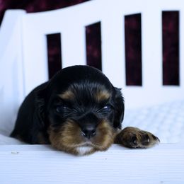 2nd Pick Female - Black and tan female Cavalier King Charles Spaniel puppy in Pasadena, Maryland from Promise Land