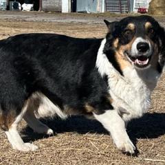 Tuff - Pembroke Welsh Corgi