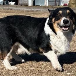 Tuff - Pembroke Welsh Corgi