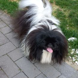 Annie - Pekingese