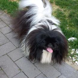 Annie - Pekingese