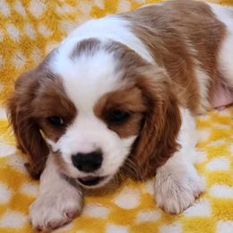 Cavalier King Charles Spaniels from Bill's Cavalier