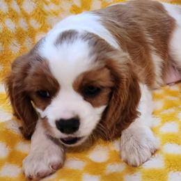 Cavalier King Charles Spaniels from Bill's Cavalier