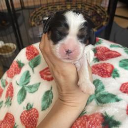 Tri girl 2 - Tri-color female Cavalier King Charles Spaniel puppy in Phoenix, Arizona from Larisa's Cavaliers