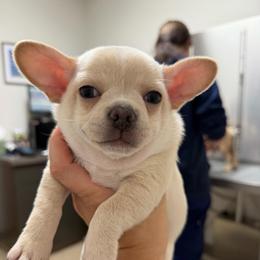 Boy 2 Papa (French Bulluahua) - Cream male Chihuahua puppy in Lees Summit, Missouri from Divine K9s LLC