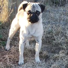 Ranger - Pug