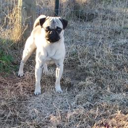 Ranger - Pug