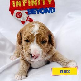 Rex - Cream male Goldendoodle puppy in Lakeland, Florida from Rolling Oak Doodles