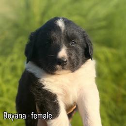 Boyana - White and black female Karakachan puppy in Hogansville, Georgia from Goshen Highlands