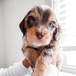 GUARDIAN HOME NEEDED IN SAVANNAH GEORGIA - Merle male Goldendoodle puppy in Savannah, Georgia from Vino and Vespa Doodles
