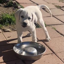 Princess Girl 1 - Yellow Labrador Retriever puppy in Live Oak, California from Blanco Labradors