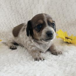 Daisy - Piebald female Dachshund puppy in Palestine, Texas from Oak tree Dachshunds