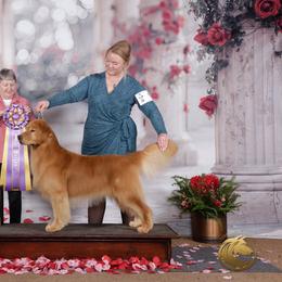 Golden Retriever puppies from Milestone Goldens