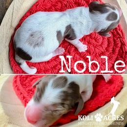 Noble - AKC - Silky - Chocolate and tan male Dachshund puppy in Kemp, Texas from Koli Acres