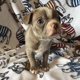 Hei Hei - Lilac male Boston Terrier puppy in Wellington, Ohio from Twist of Faith Farms