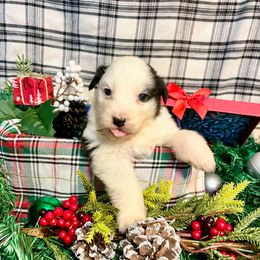 Tinsel - Black tri-color male Australian Shepherd puppy in Kentland, Indiana from Pine Grove Aussies