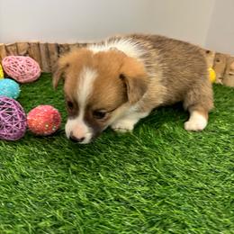 Buck - Sable male Pembroke Welsh Corgi puppy in Millsap, Texas from Punchy Pembroke Ranch