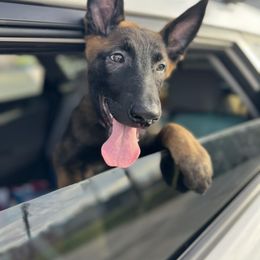 Belgian Malinois Puppies from MDK Malinois