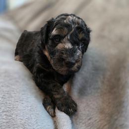 Orion - Merle male Bernedoodle puppy in Malden, Illinois from Doting Doodles