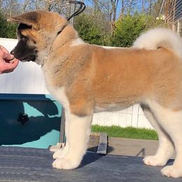 Akita Puppies from Chelsea's Akitas