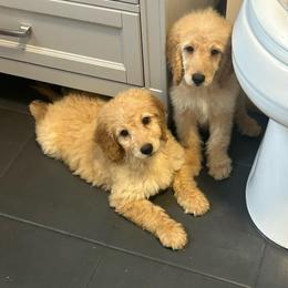 Cappuccino - Apricot female Goldendoodle puppy in Warren, Michigan from Annette Patterson